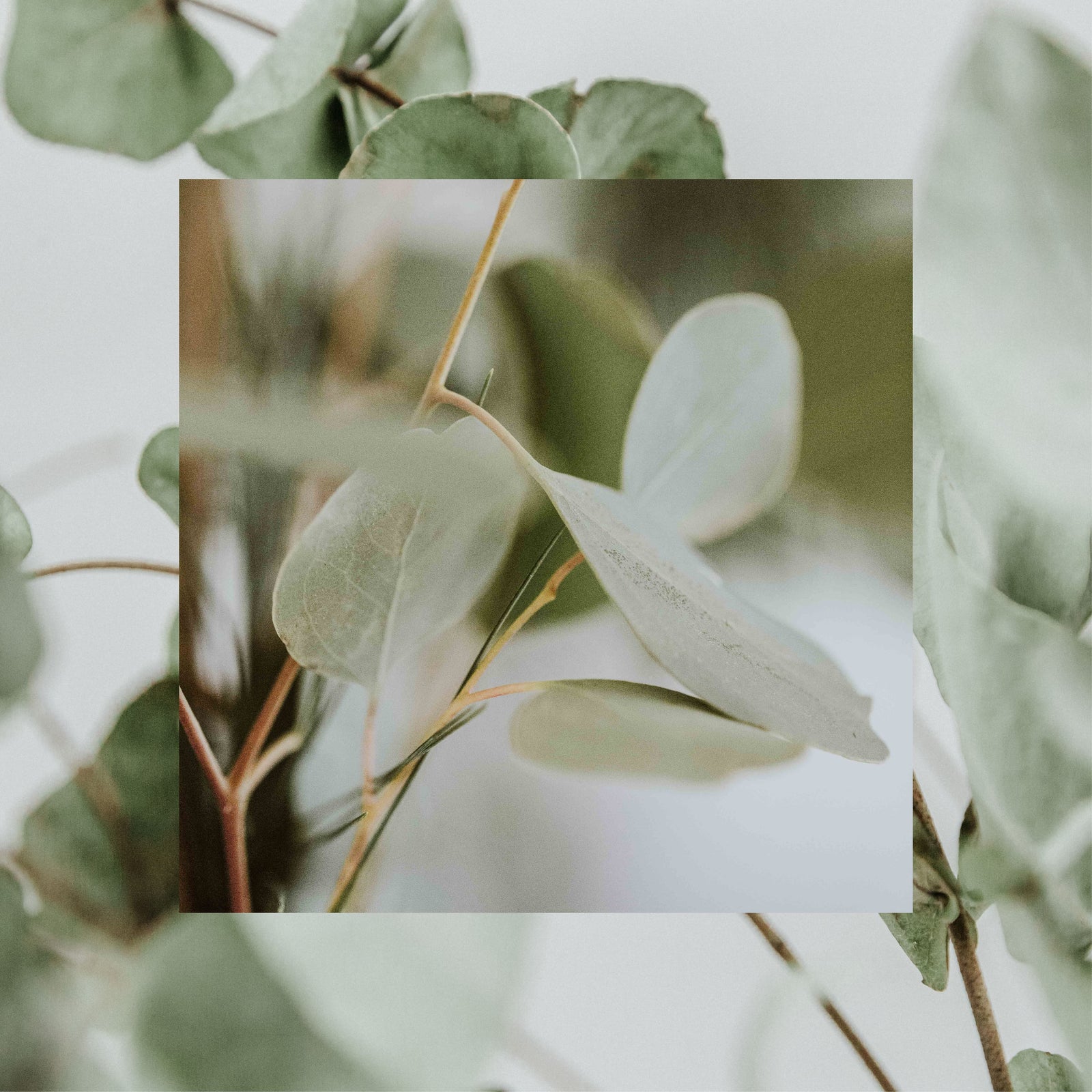 Eucalyptus