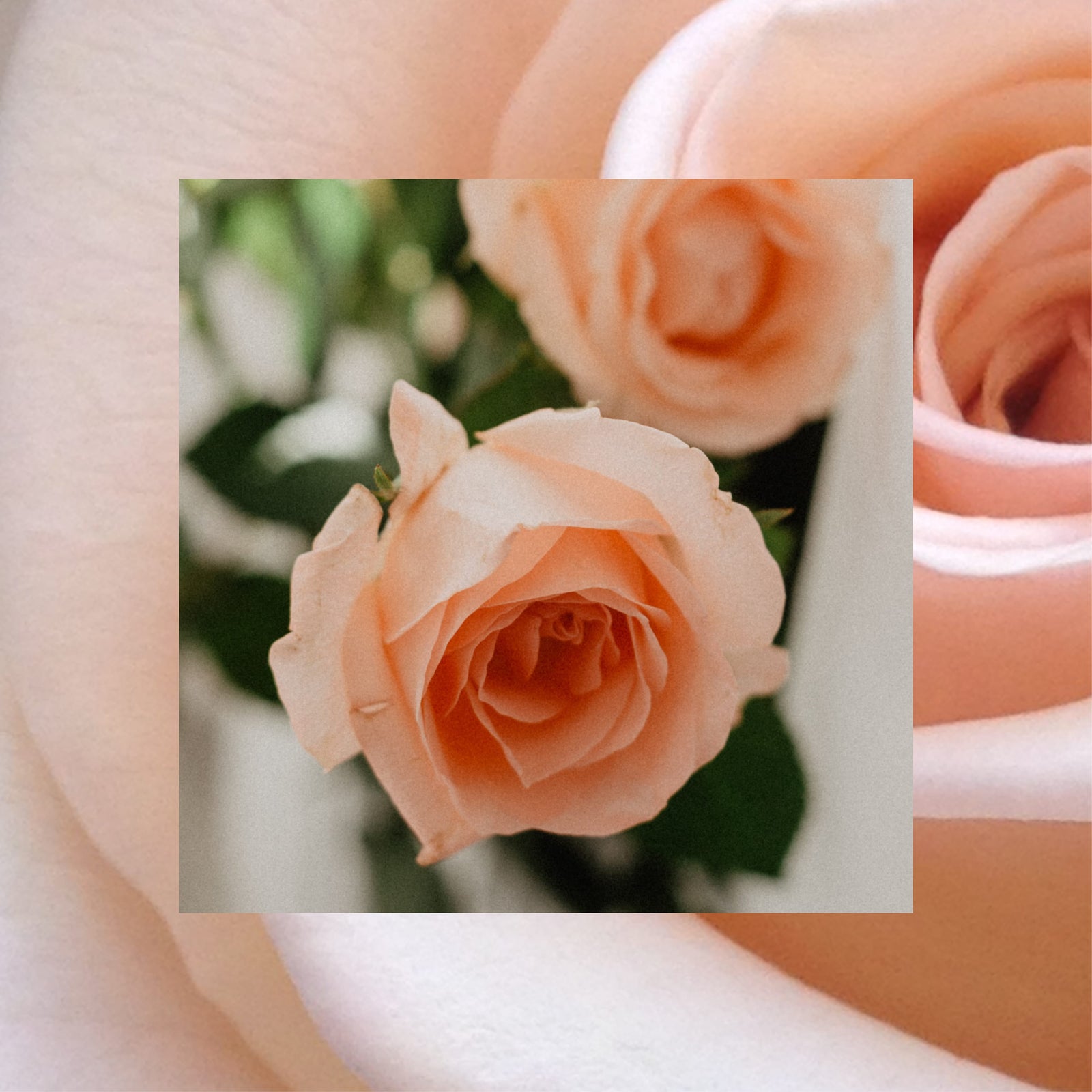 Rose Petal
