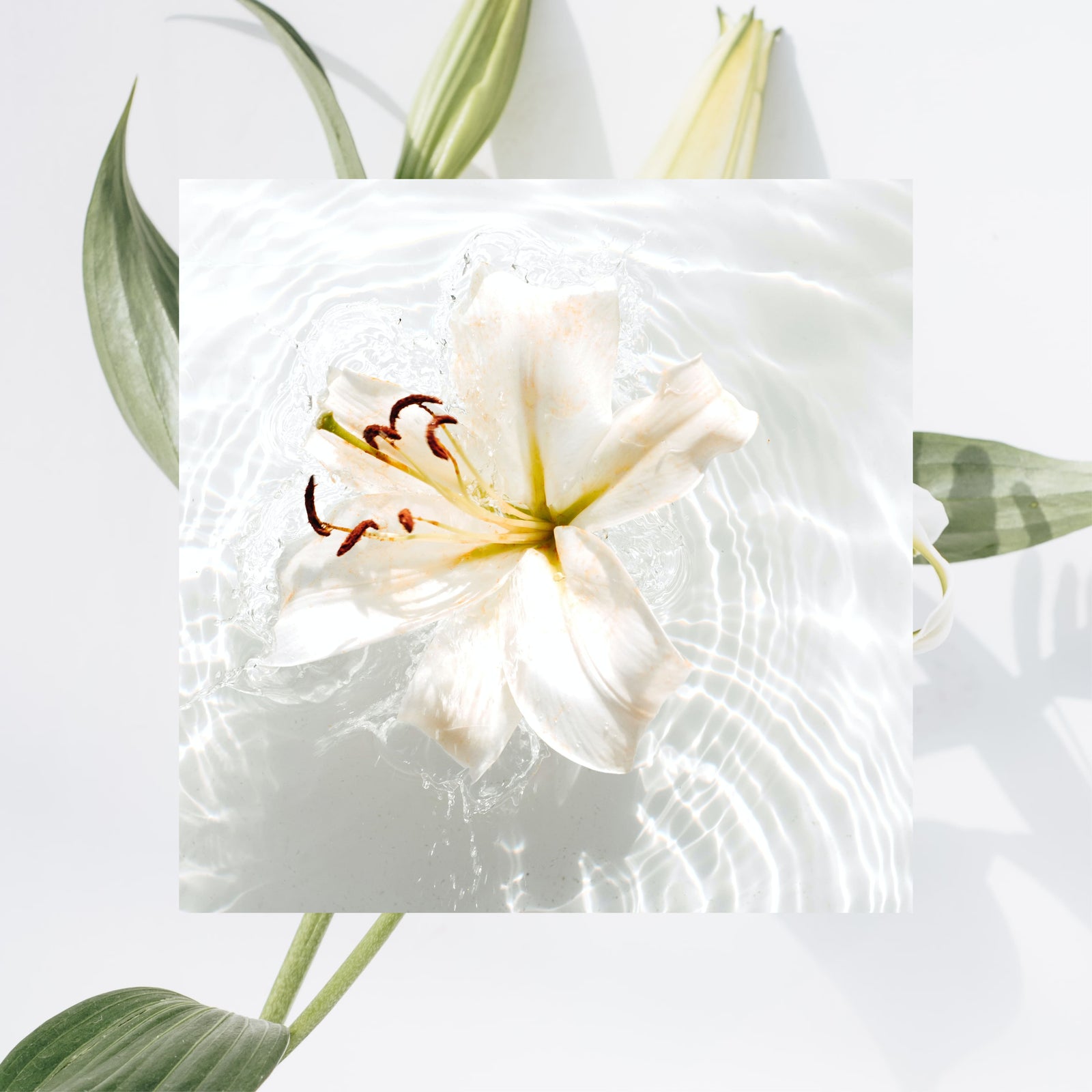 Summer Lily